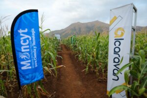 Lee más sobre el artículo Venezuela presenta novedoso paquete biotecnológico para acompañar producción de maíz