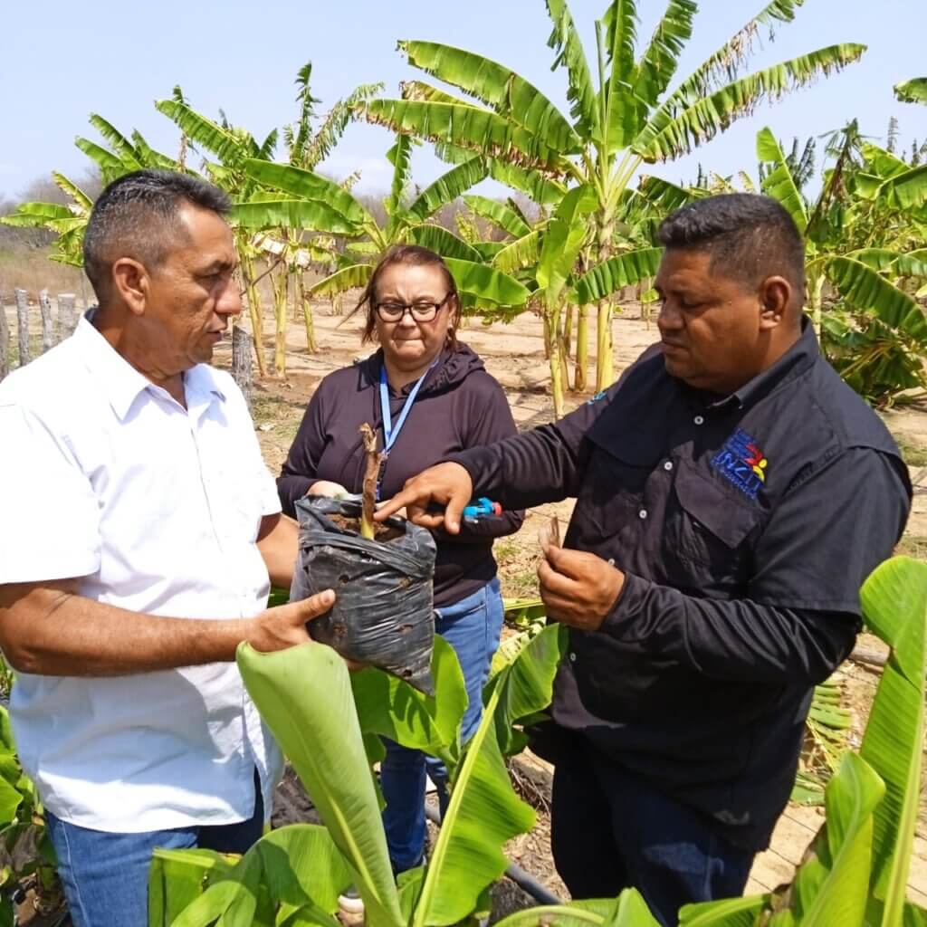 Realizan diagnóstico fitosanitario en producción de musáceas en el Zulia