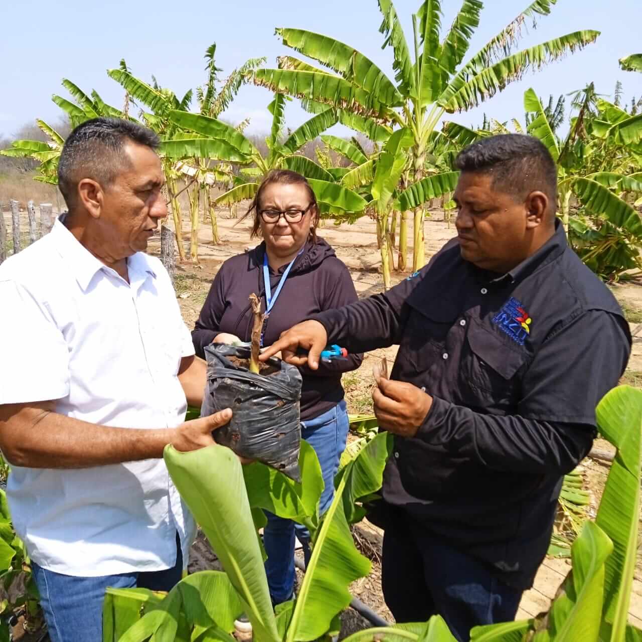Lee más sobre el artículo Realizan diagnóstico fitosanitario en producción de musáceas en el Zulia