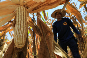 Lee más sobre el artículo Productores del estado Guárico celebran primera cosecha exitosa de maíz con bioinoculantes