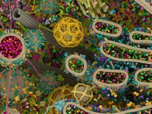 Lee más sobre el artículo Avances de la ciencia permiten visualizar todos los componentes moleculares de las células