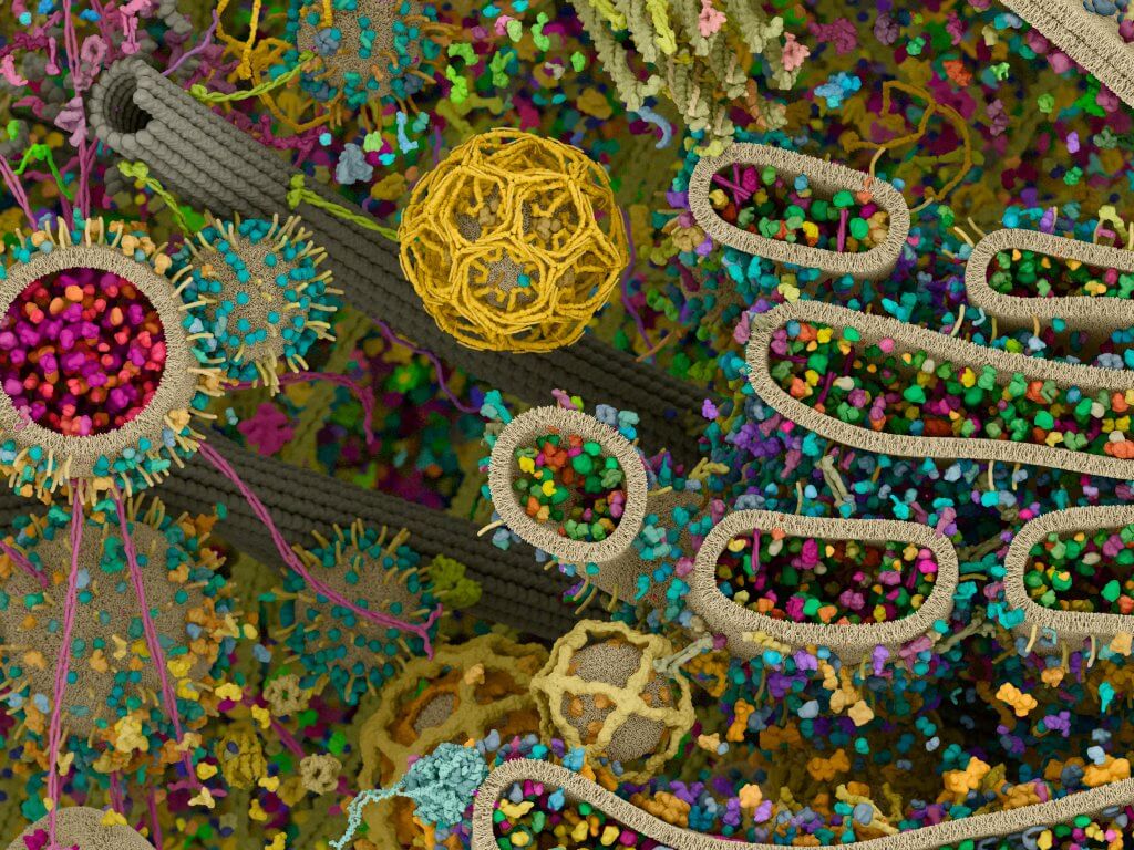 Lee más sobre el artículo Avances de la ciencia permiten visualizar todos los componentes moleculares de las células