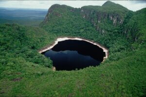 Lee más sobre el artículo Bosques tropicales de extraordinaria belleza abarcan cerca del 50% del territorio venezolano