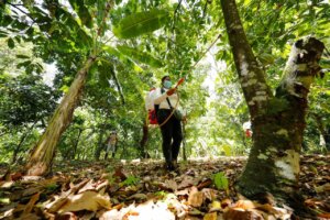 Lee más sobre el artículo Ejecutarán plan de acción para el control de plagas que afectan cultivos de cacao