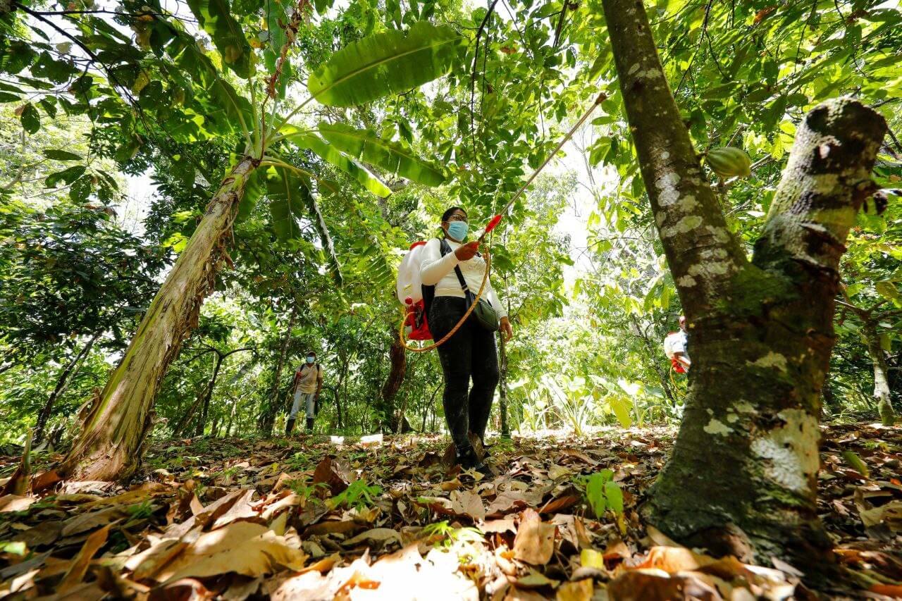 Lee más sobre el artículo Ejecutarán plan de acción para el control de plagas que afectan cultivos de cacao