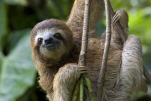Lee más sobre el artículo Biodiversidad: elemento clave para garantizar la sobrevivencia
