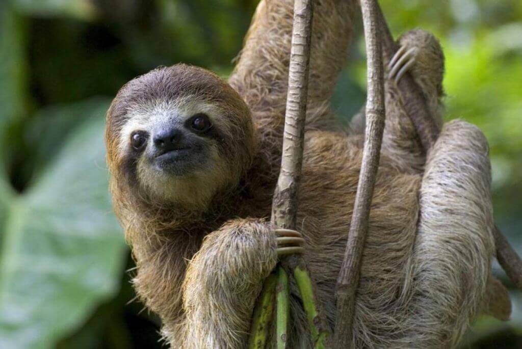 En este momento estás viendo Biodiversidad: elemento clave para garantizar la sobrevivencia