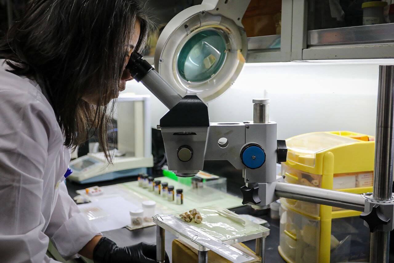 Lee más sobre el artículo Biotecnología agrícola: herramienta para garantizar la seguridad alimentaria del país