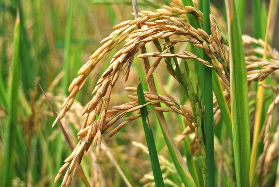 Lee más sobre el artículo Prácticas y tradiciones ancestrales hacen frente al cambio climático en Venezuela