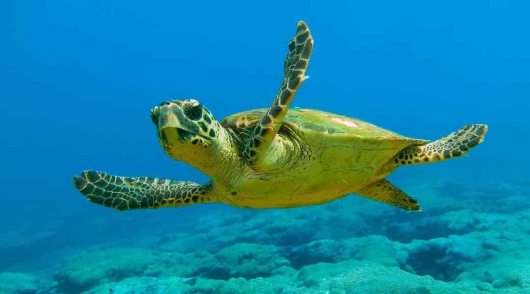Lee más sobre el artículo Ponencia “Conservación, manejo y ciclo de vida de las tortugas marinas” se realizará en La Guaira