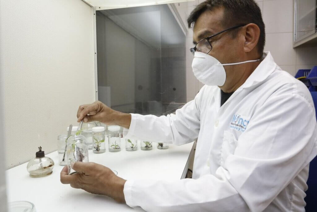 Investigadores del IDEA estudian mecanismos para fortalecer resistencia y rentabilidad de las musáceas