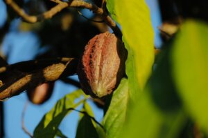 Lee más sobre el artículo Ministra Gabriela Jiménez Ramírez destaca importancia del «Plan Cacao con Ciencia»