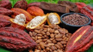 Lee más sobre el artículo Gobierno Bolivariano avanza en la preservación del cacao como patrimonio nacional
