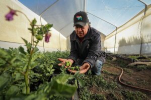 Lee más sobre el artículo Más de 1.500 productores semilleristas de papa impulsan el desarrollo agrícola nacional