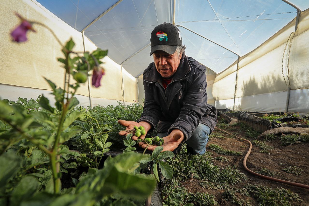 Lee más sobre el artículo Más de 1.500 productores semilleristas de papa impulsan el desarrollo agrícola nacional