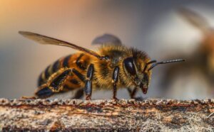 Lee más sobre el artículo Venezuela impulsa proyectos científicos para la caracterización y preservación de las abejas