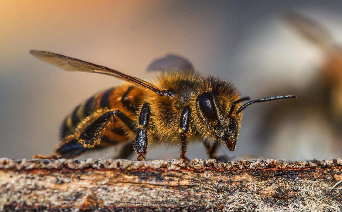 Lee más sobre el artículo Venezuela impulsa proyectos científicos para la caracterización y preservación de las abejas