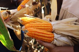 Lee más sobre el artículo Realizan actividad de campo sobre manejo agronómico y cosecha de maíz en Falcón