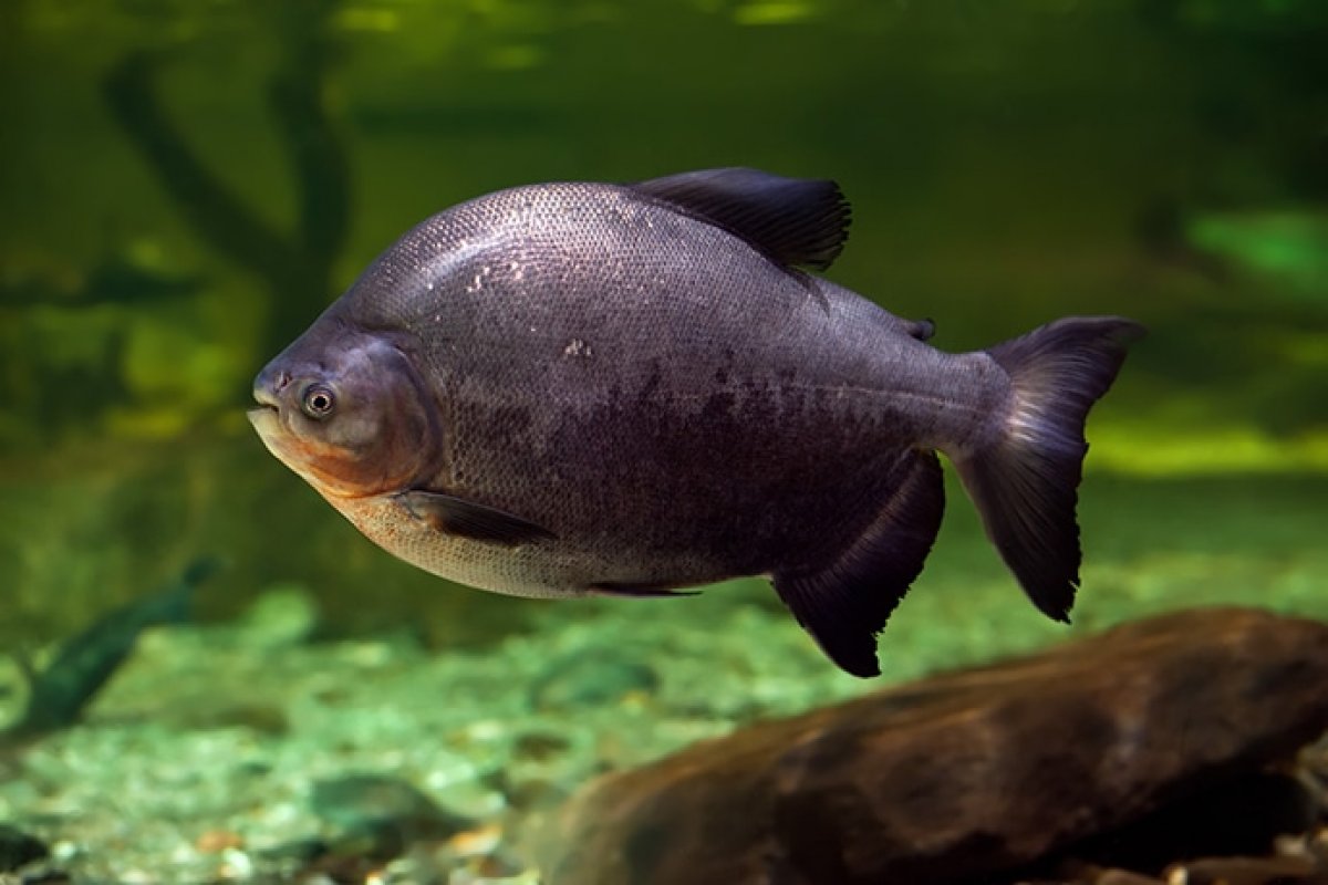 Lee más sobre el artículo Pescando la ciencia con la cría de cachama