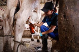 Lee más sobre el artículo Realizarán I Congreso Estadal de Lácteos en Yaracuy