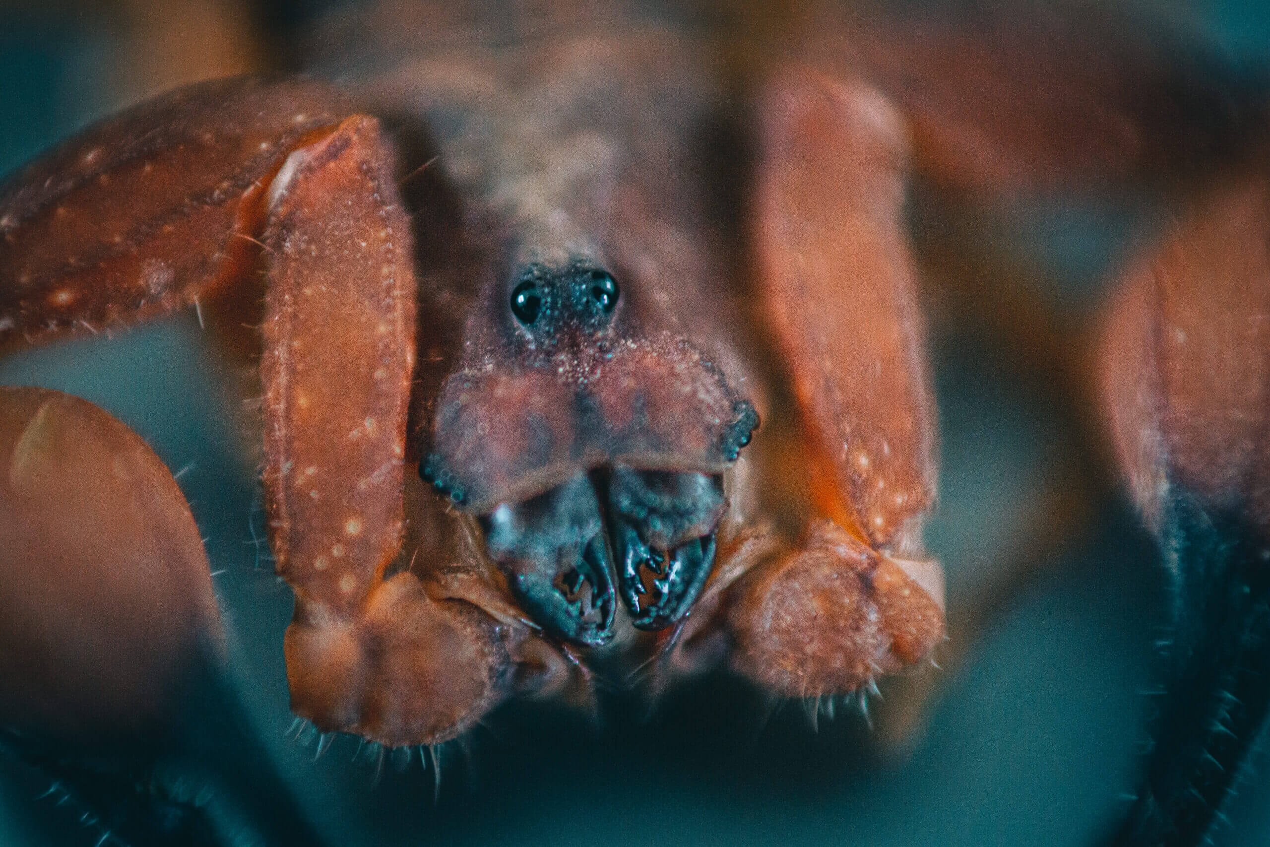 Lee más sobre el artículo Veneno de escorpión Tityus discrepans tiene más de 205 componentes bioactivos en diversos organismos