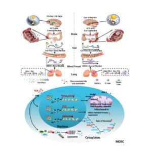 Lee más sobre el artículo La microbiota intestinal y su influencia en los ritmos circadianos