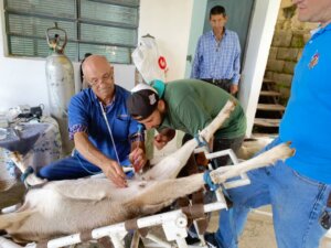 Lee más sobre el artículo Inseminación de cabras de las razas Alpina y Saanen busca mejorar parámetros productivos en el sector caprino del país