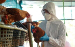 Lee más sobre el artículo Influenza Aviar H5N1 y H5N2: Infección de gran interés y estudio a nivel mundial