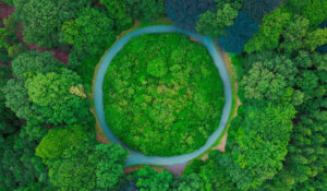 Lee más sobre el artículo Biomímesis: la naturaleza como maestra de innovación