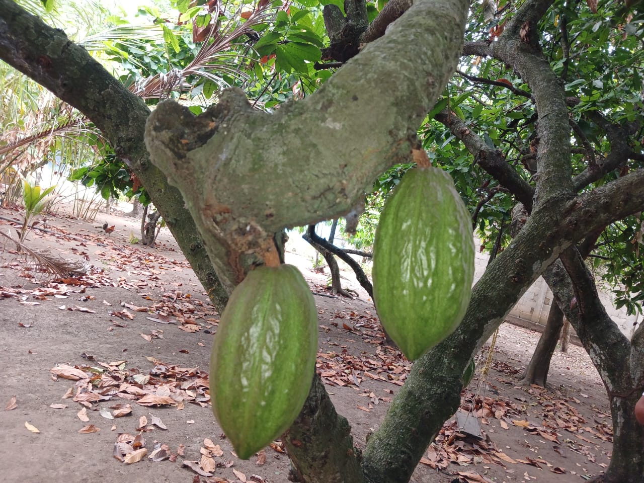 Lee más sobre el artículo ACAV impartirá taller para productores de cacao en Barinas