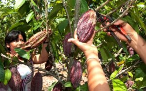 Lee más sobre el artículo Plan Nacional de Cacao fomenta prácticas biotecnológicas para la conservación y multiplicación del rubro