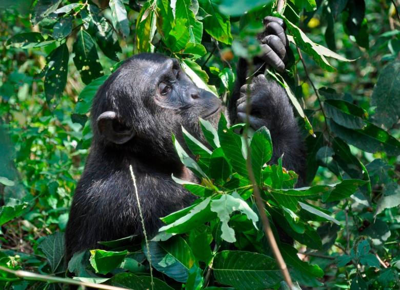 Lee más sobre el artículo Científicos estudian capacidad de los chimpancés de emplear plantas medicinales para curar heridas y enfermedades