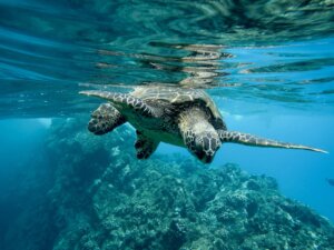 Lee más sobre el artículo Promueven la conservación de los océanos en ciclo de ponencias sobre Salud Global