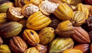 Lee más sobre el artículo ACAV realizó jornada de formación en buenas prácticas agrícolas del cultivo de cacao en Barinas