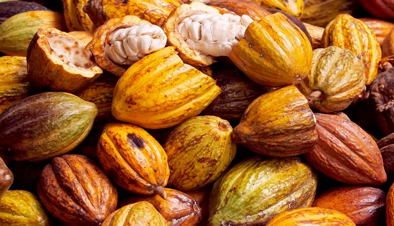 Lee más sobre el artículo ACAV realizó jornada de formación en buenas prácticas agrícolas del cultivo de cacao en Barinas