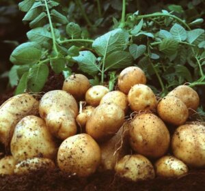 Lee más sobre el artículo Venezuela promueve la producción sana y sustentable a través de la Alianza Científico-Campesina