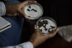 Lee más sobre el artículo Resultados de estudio con mosca soldado negra indican que es un potencial para alimento balanceado de animales