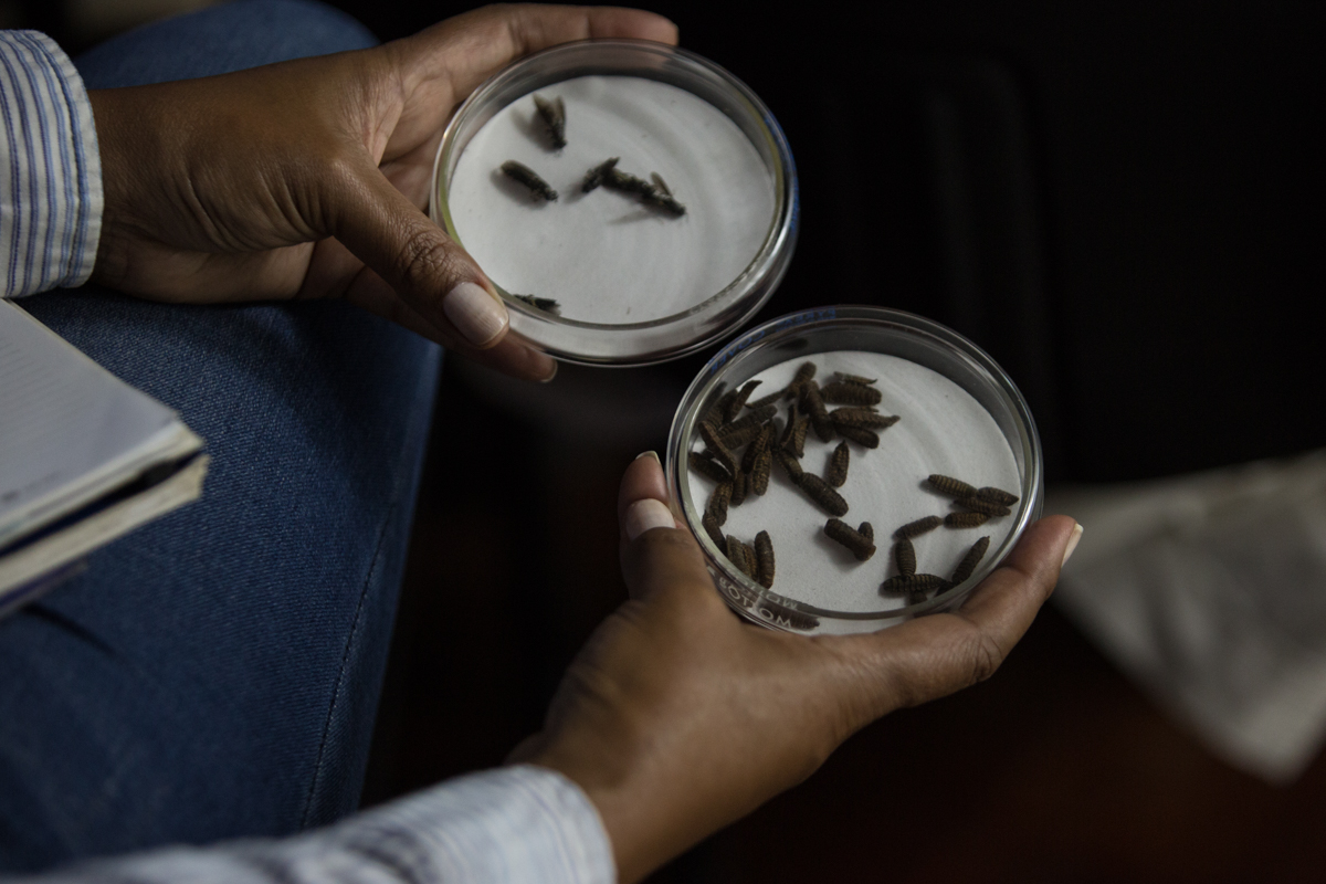 Lee más sobre el artículo Resultados de estudio con mosca soldado negra indican que es un potencial para alimento balanceado de animales