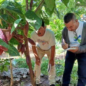 Lee más sobre el artículo Avanza formación intensiva para técnicos cacaoteros en Barinas