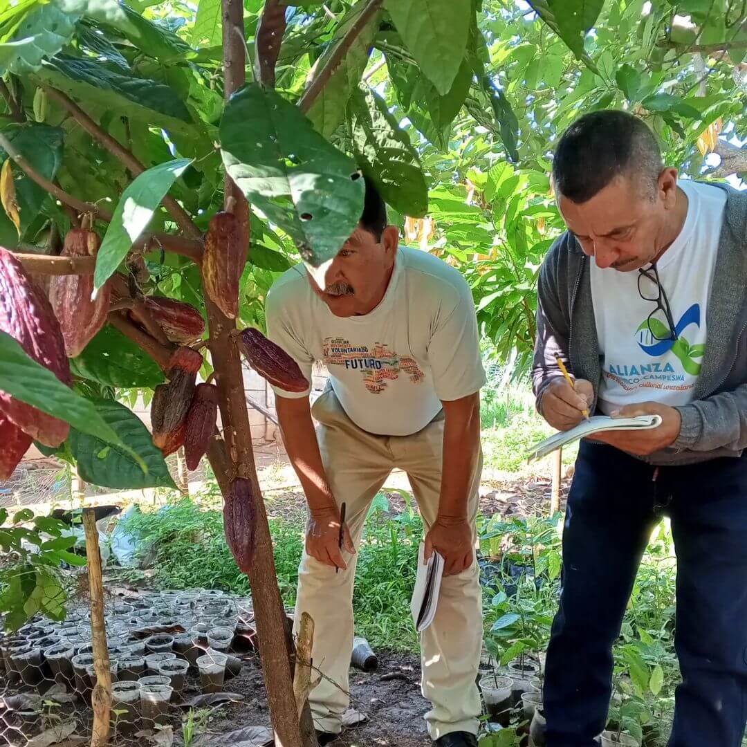 Lee más sobre el artículo Avanza formación intensiva para técnicos cacaoteros en Barinas