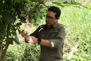 Lee más sobre el artículo Conformarán monitores para el diagnóstico de Dragón Amarillo en plantas de mandarina en el estado Miranda