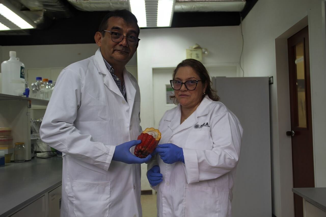 Lee más sobre el artículo Distintas propuestas de proyectos científicos del IDEA buscan preservar la genética del cacao venezolano