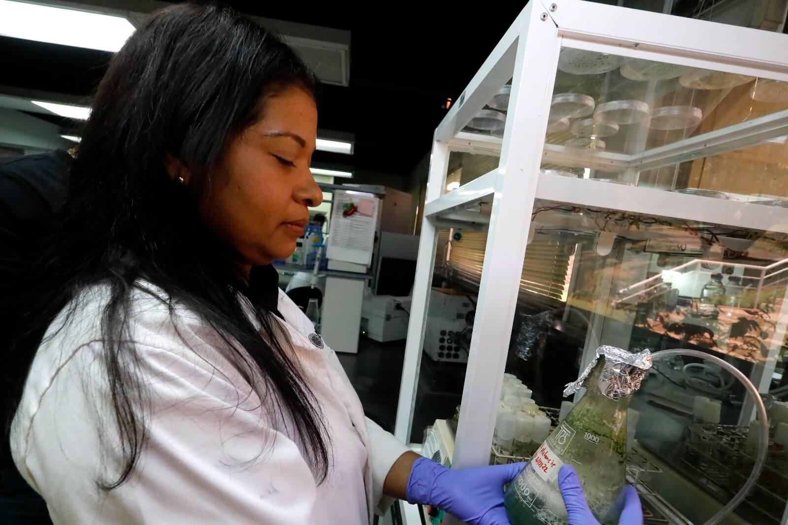 Lee más sobre el artículo En el IDEA buscan generar formulaciones alimenticias a partir de microalgas