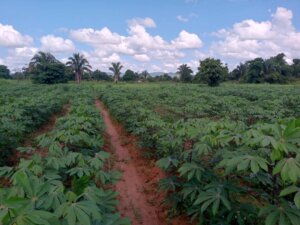 Lee más sobre el artículo ACAV impulsa proyecto de investigación para incrementar producción de yuca en el país