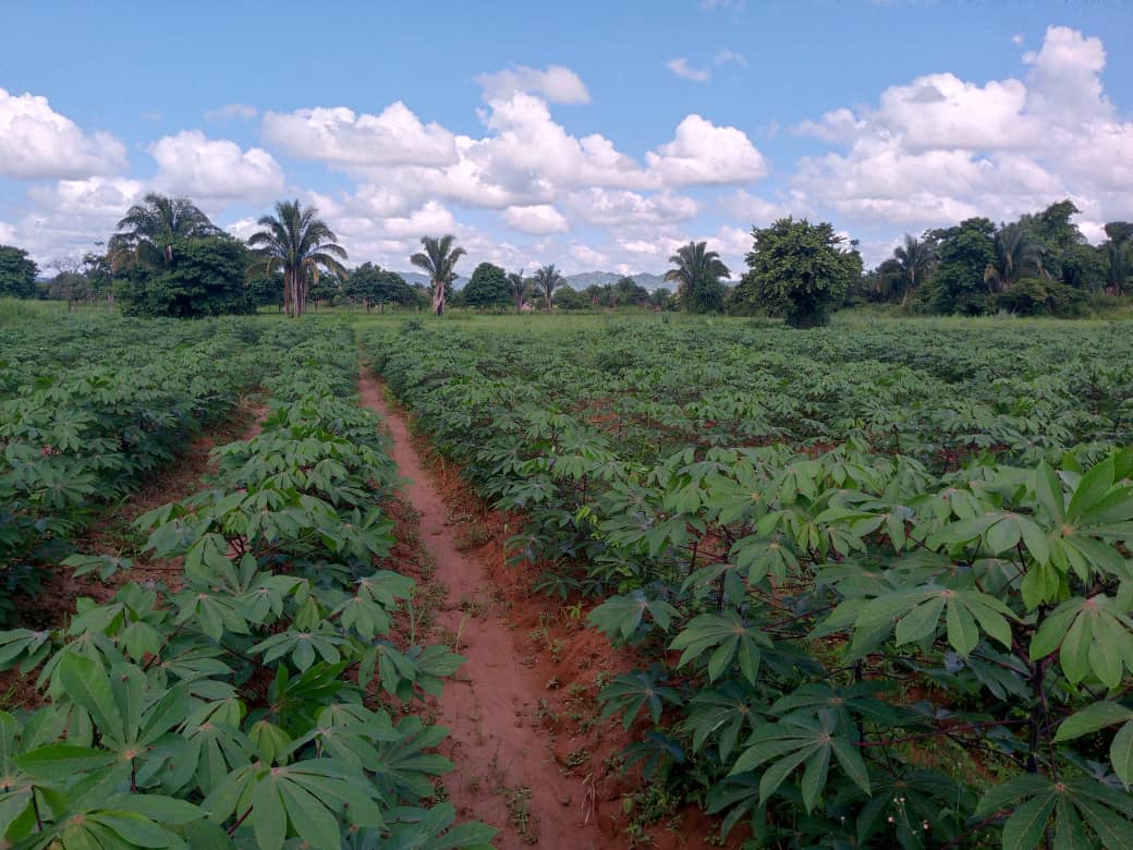 Lee más sobre el artículo ACAV impulsa proyecto de investigación para incrementar producción de yuca en el país