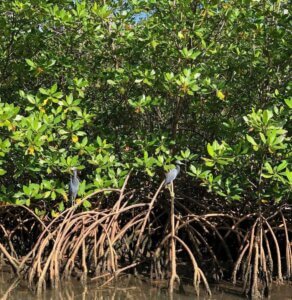 Lee más sobre el artículo Biodiversidad: elemento clave para garantizar la sobrevivencia del ser humano