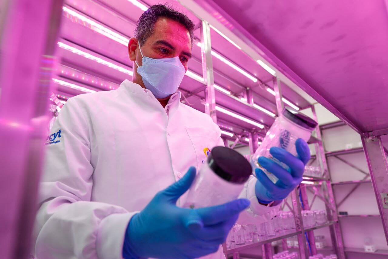 Lee más sobre el artículo Venezuela avanza en biotecnología agrícola con el Laboratorio de Mejoramiento Genético de Plantas