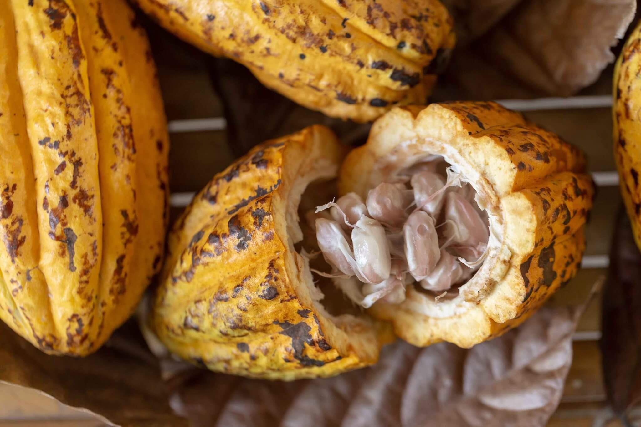 Lee más sobre el artículo Fundación Ciepe capacita a productores sobre aspectos morfológicos del Cacao