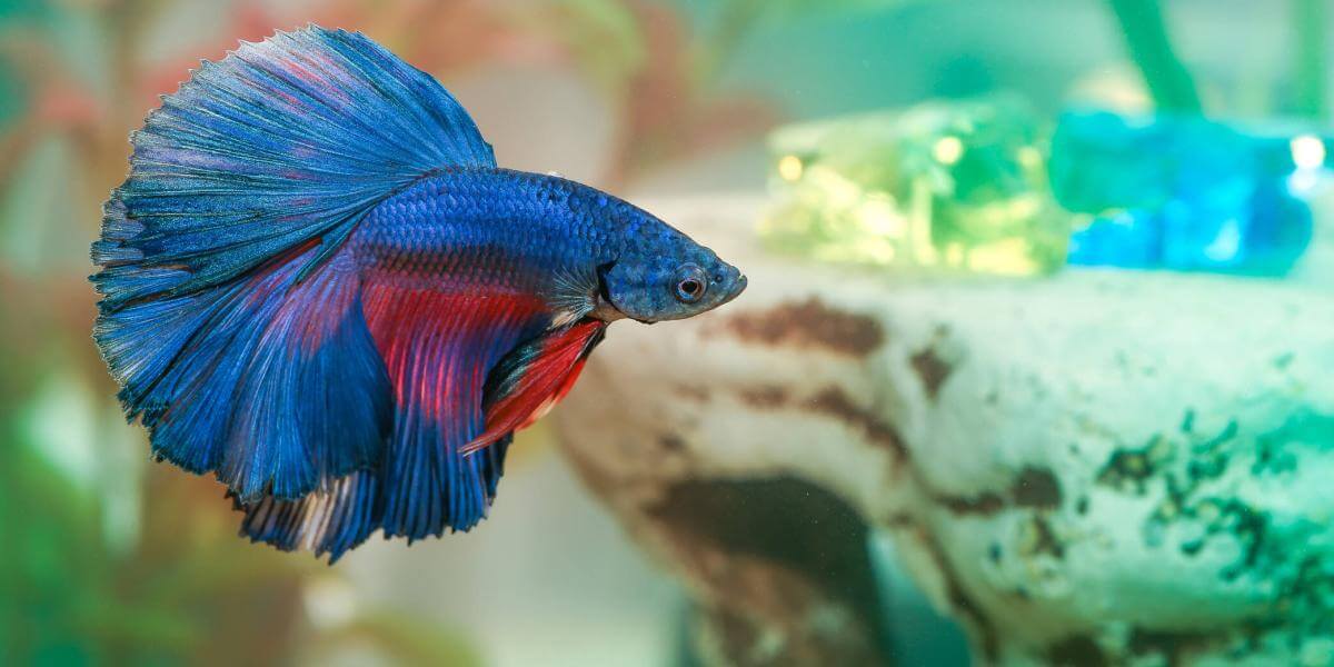 Lee más sobre el artículo La diversidad de fauna marina: El fascinante mundo del pez betta