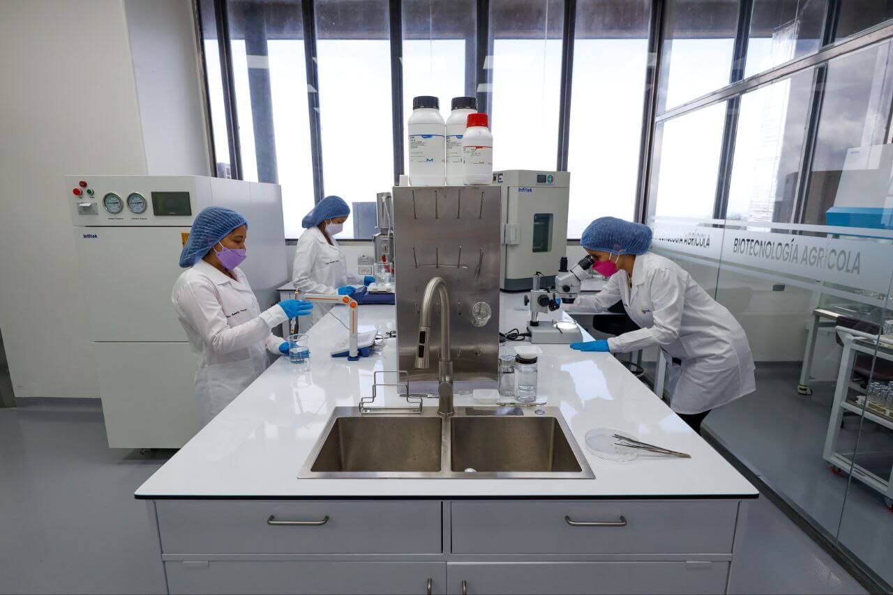 Lee más sobre el artículo Laboratorio de Mejoramiento Genético del IVIC aportará soluciones agroalimentarias al país